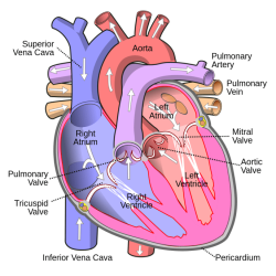 Info vessels blood pulmonary figure guws medical