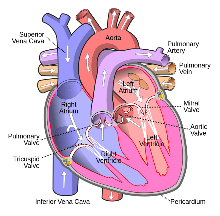 Info vessels blood pulmonary figure guws medical