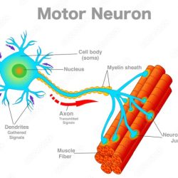 Neuron diagram motor draw info