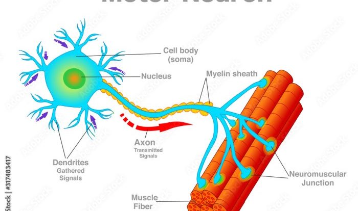 Neuron diagram motor draw info