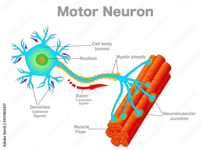 Neuron diagram motor draw info