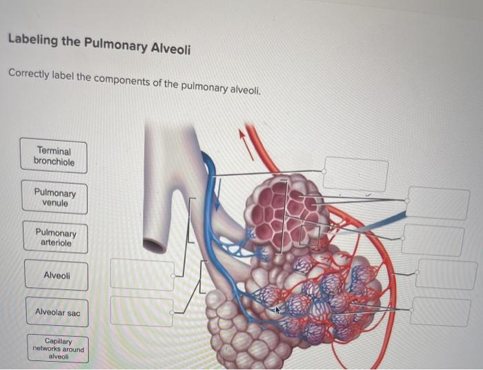 Correctly label the components of the pulmonary alveoli.