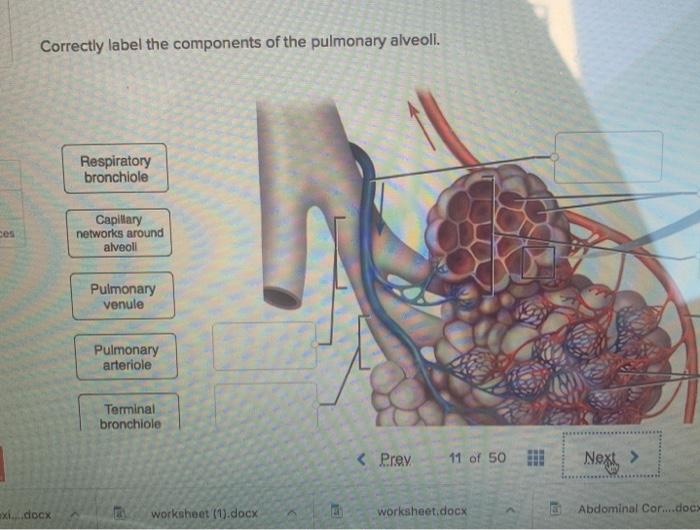 Correctly label the components of the pulmonary alveoli.