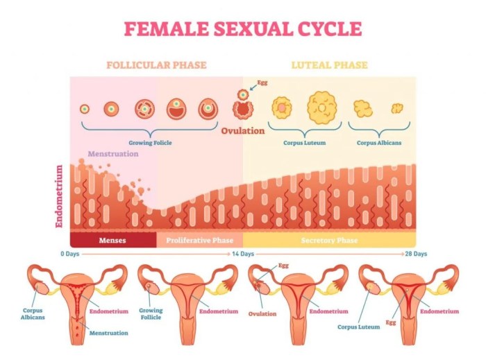 Cycle menstrual fsh hormone ciclo hormonas progesterone hormones ovarian lh menstruation phases estrogen ormoni valori ormone testing pcos