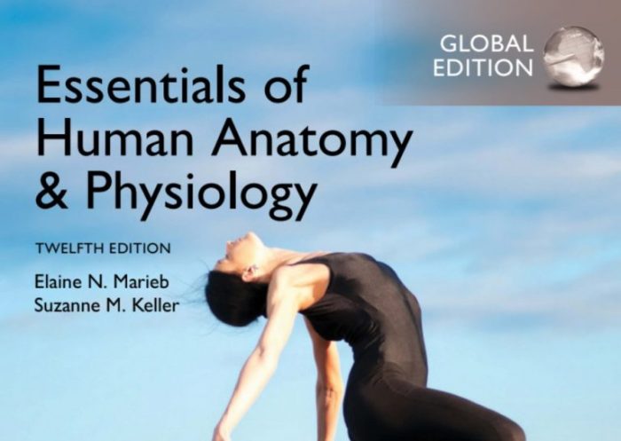 Fundamentals of anatomy and physiology 12th edition