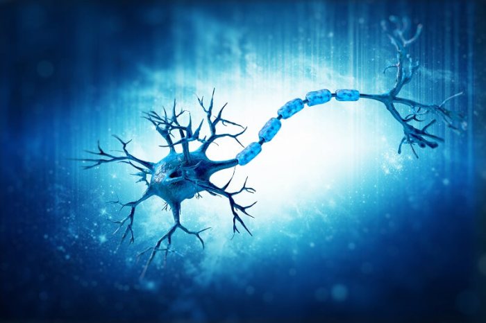 Neuron that allows for physical movement crossword