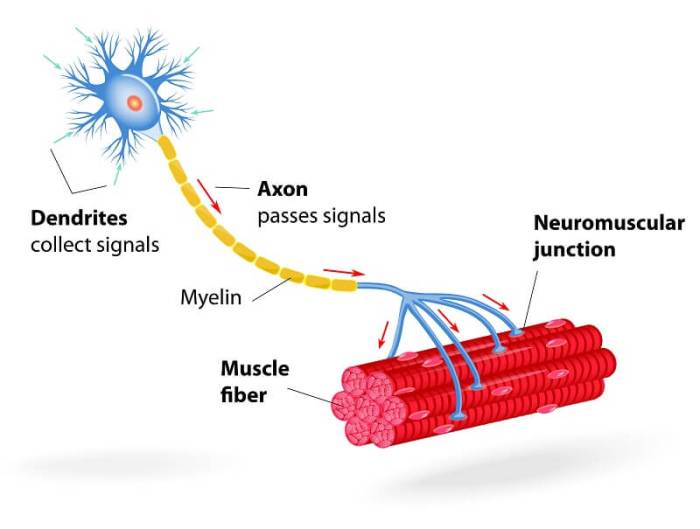 Neuron parts biology labelled