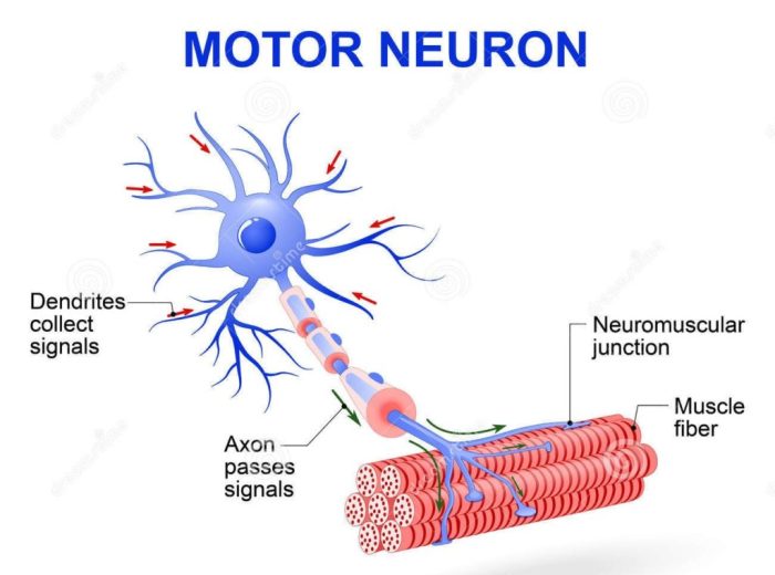 Neuron that allows for physical movement crossword