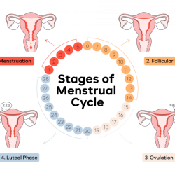 Lab stages of the human menstrual cycle