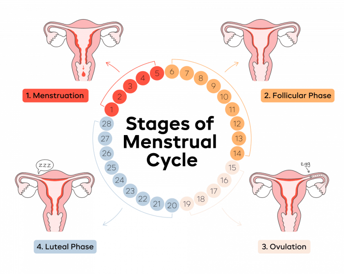 Lab stages of the human menstrual cycle