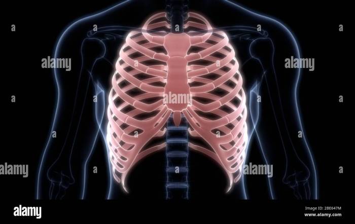 Joints in which the bones are closely fitted are