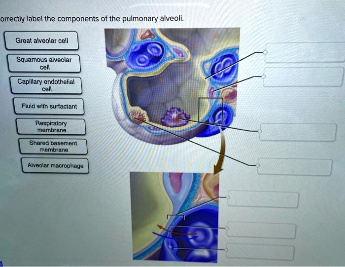 Pulmonary structure system alveoli alveolar ducts bronchioles function tubes anatomy sacs called end clusters subdivide tiny form physiology mosby