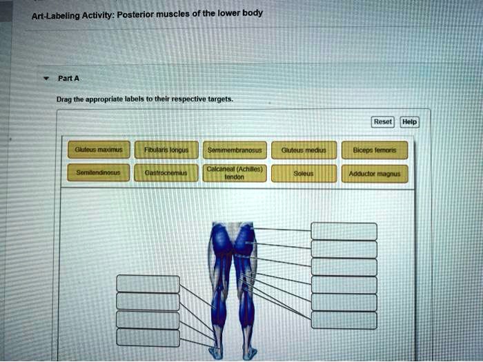 Art-labeling activity: posterior muscles of the lower body