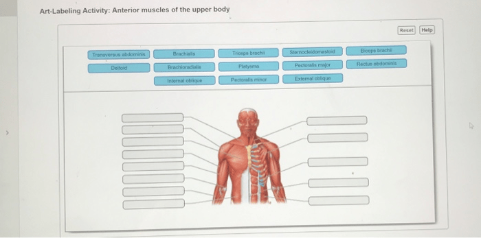 Art-labeling activity: posterior muscles of the lower body