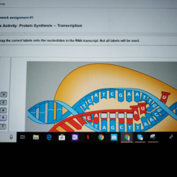 Correct rna transcription nucleotide nucleotides answer bioflix synthesis protein