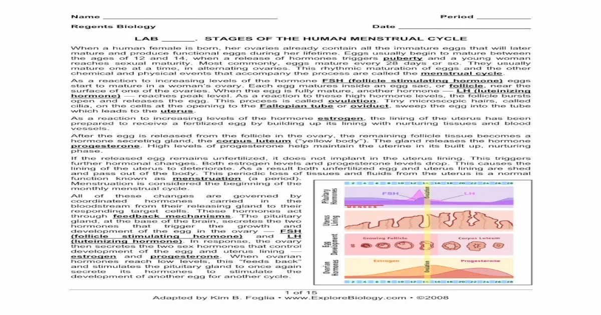 Lab stages of the human menstrual cycle