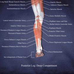 Muscles label lower labeling posterior extremity