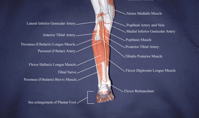 Muscles label lower labeling posterior extremity