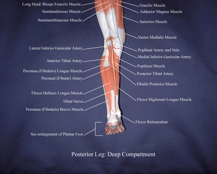 Muscles label lower labeling posterior extremity