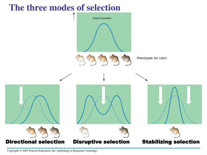 Fitness trade off refers to selection favoring which genotype