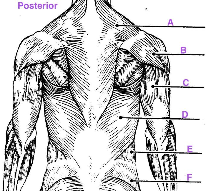 Posterior muscles body labeling adult hs anatomy